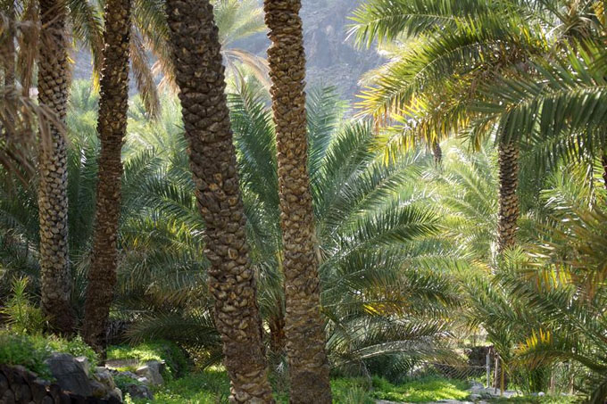 Date Palms at Bilad Sayt, Oman