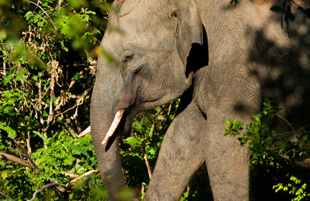 Sri Lanka elephant in Yala National Park