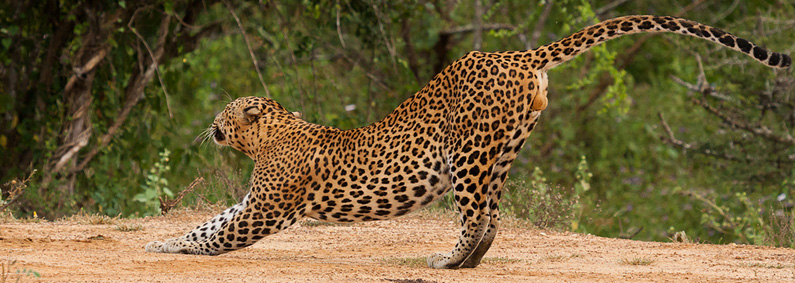 Leopard in Yala National Park, Sri Lanka