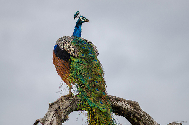 Peacock in Bundala National Park, Sri Lanka