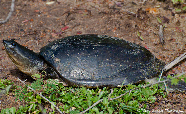 Turtle in Bundala National Park, Sri Lanka