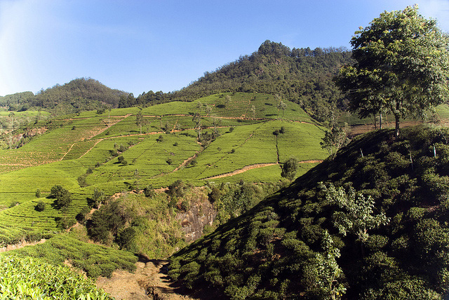 Tea Plantations near Kandy, Sri Lanka
