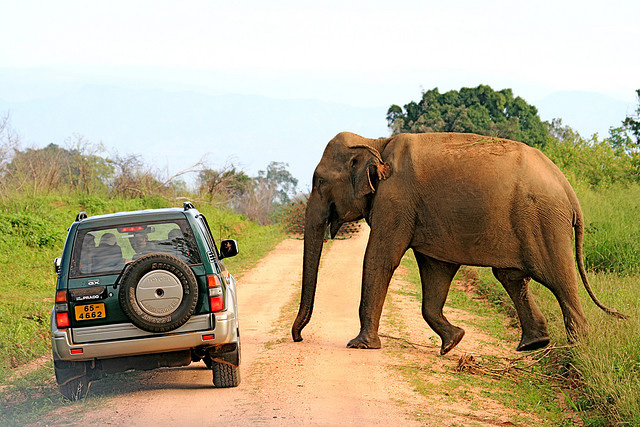 Sri Lankan elephant in Uda Walawe National Park