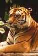 Tiger - Visit India!