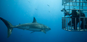 Cage diving with the Great White Shark
