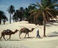 Tunisia Oasis