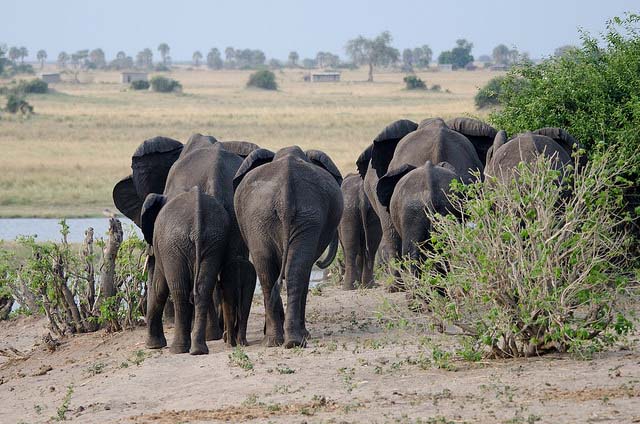 Elephants in Botswana