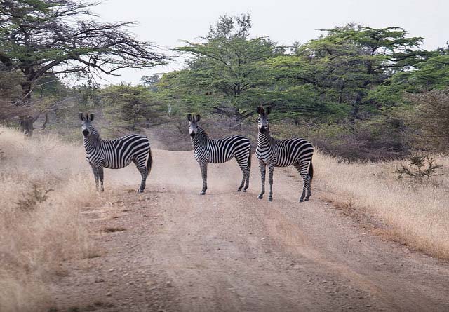 Zebras in Selous Game Reserve