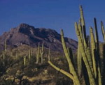 Tucson - Organ Pipe Cactus