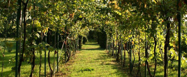 Grape vines in Modena