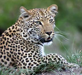 leopard