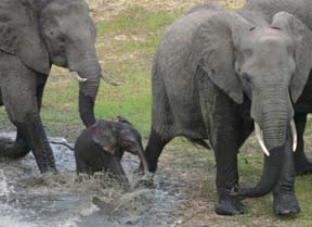 Elephant