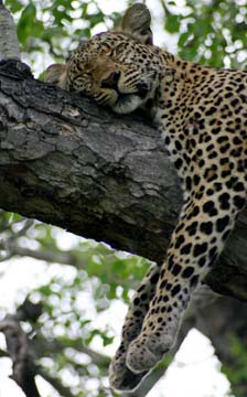 Leopard