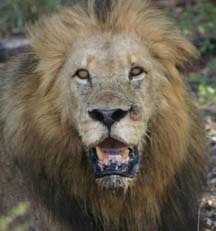 Lioness