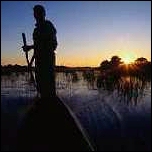 Okavango Swamps - click for larger image