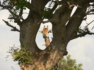 Giraffe
