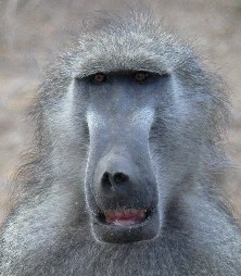 Baboon in Kruger National Park