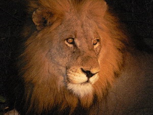 Lion in Kruger National Park