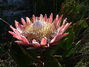 Protea