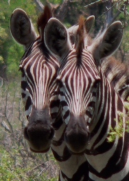 Zebras