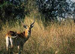 Red Lechwe - click for larger picture