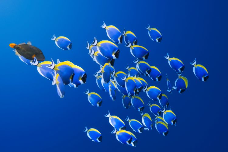 Scuba Diving at Avani+ Fares Maldives
