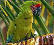 Costa Rica - Buttons Macaw