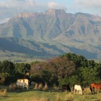 Ardmore Guest Farm