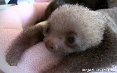 Aviarios del Caribe Sloth Santuary