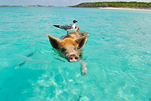 Friendly pig in the Bahamas Bahamas