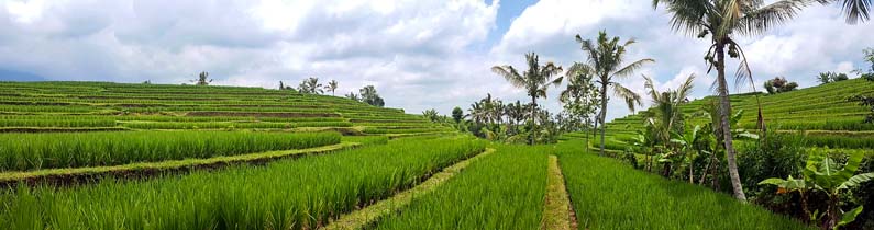Bali views
