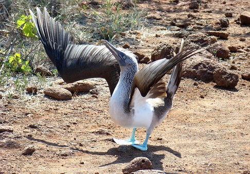 Blue footed booby