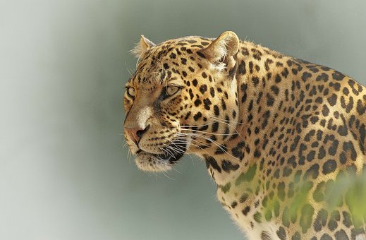 Leopard, Botswana