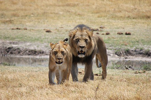 Lion, Botswana