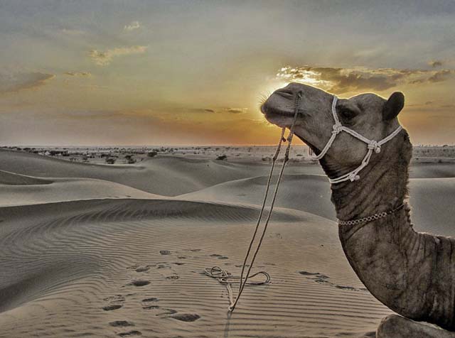 Camel ride in the desert