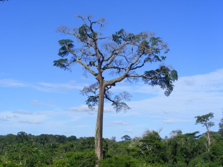 Cameroon Cameroon