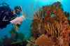 Best diving spots in the Caribbean