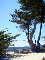 Beach in Carmel, California, USA