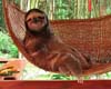 Sloth sanctuary in Costa Rica