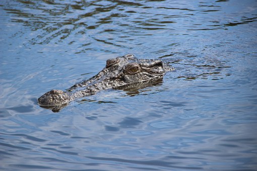 Crocodile