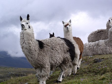 Lama in Ecuador