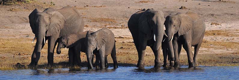 Elephant herd