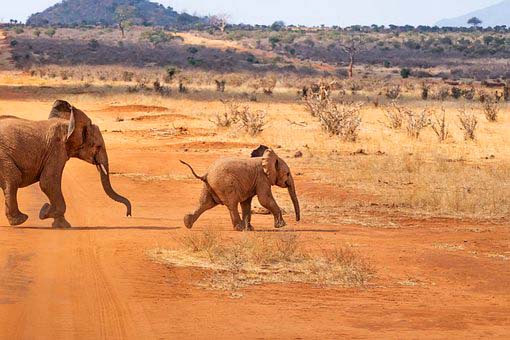 Elephant Coast KwaZulu-Natal, South Africa