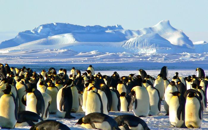 Sea kayaking in Antarctica - Emperor penguins Sea kayaking in Antarctica - Emperor penguins