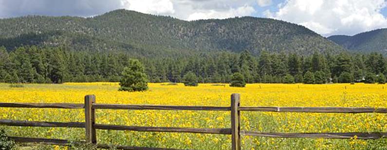 Flagstaff Arizona USA