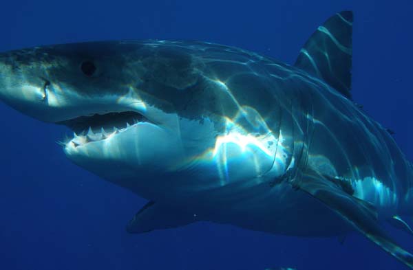 Great White Shark