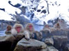 Jigokudani Monkey Park and personal spa