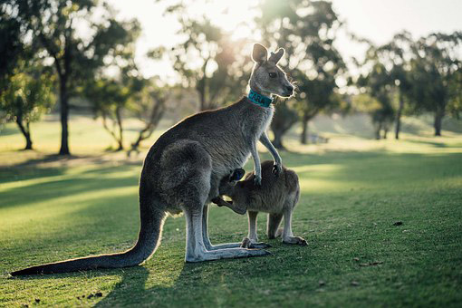 Kangaroos Kangaroo