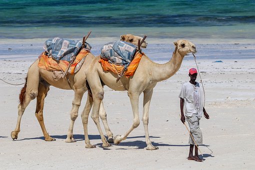 Camels on the beach Kenya beach