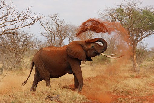 Elephant enjoying a dust bath Elephant